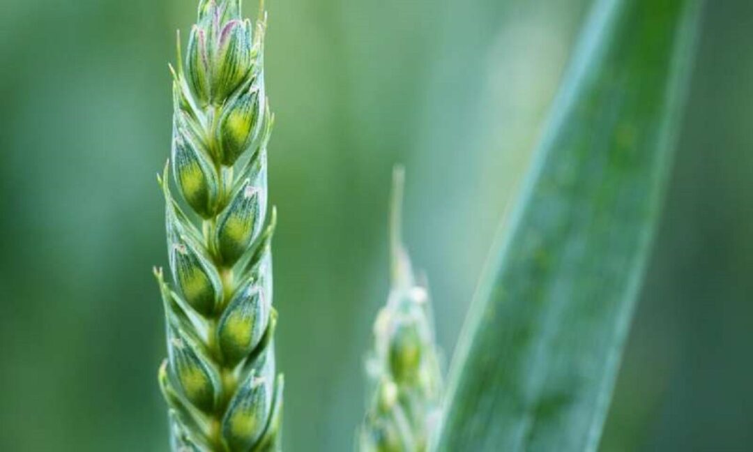 ranchers adapt new technologies